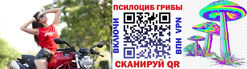 купить Саки Галлюциногенные грибы Psilocybine cubensis